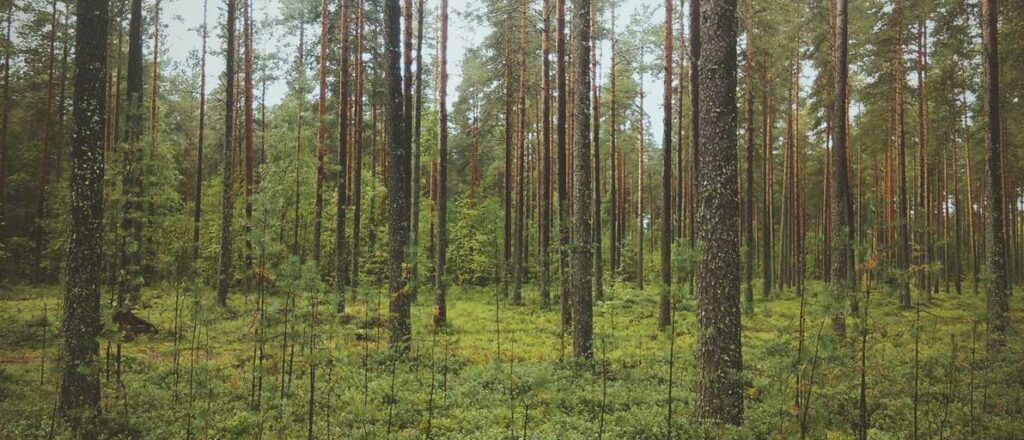 How will perovskite solar cells impact market competition?